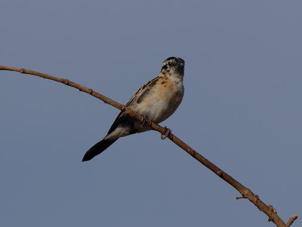 <h3><a href="/trips/tanzania/biota/animalia/chordata/aves/040 passeriformes/116 viduidae/vidua paradisaea/vidua paradisaea-nl.html">Vidua&nbsp;paradisaea</a> / Long‑tailed&nbsp;paradise&nbsp;whydah / Smalstaartparadijswida</h3>OM-1 Mark II met OLYMPUS M.150-400mm F4.5, 1/3200 sec  bij F5.6, ISO 200, afstand 15.1&nbsp;m